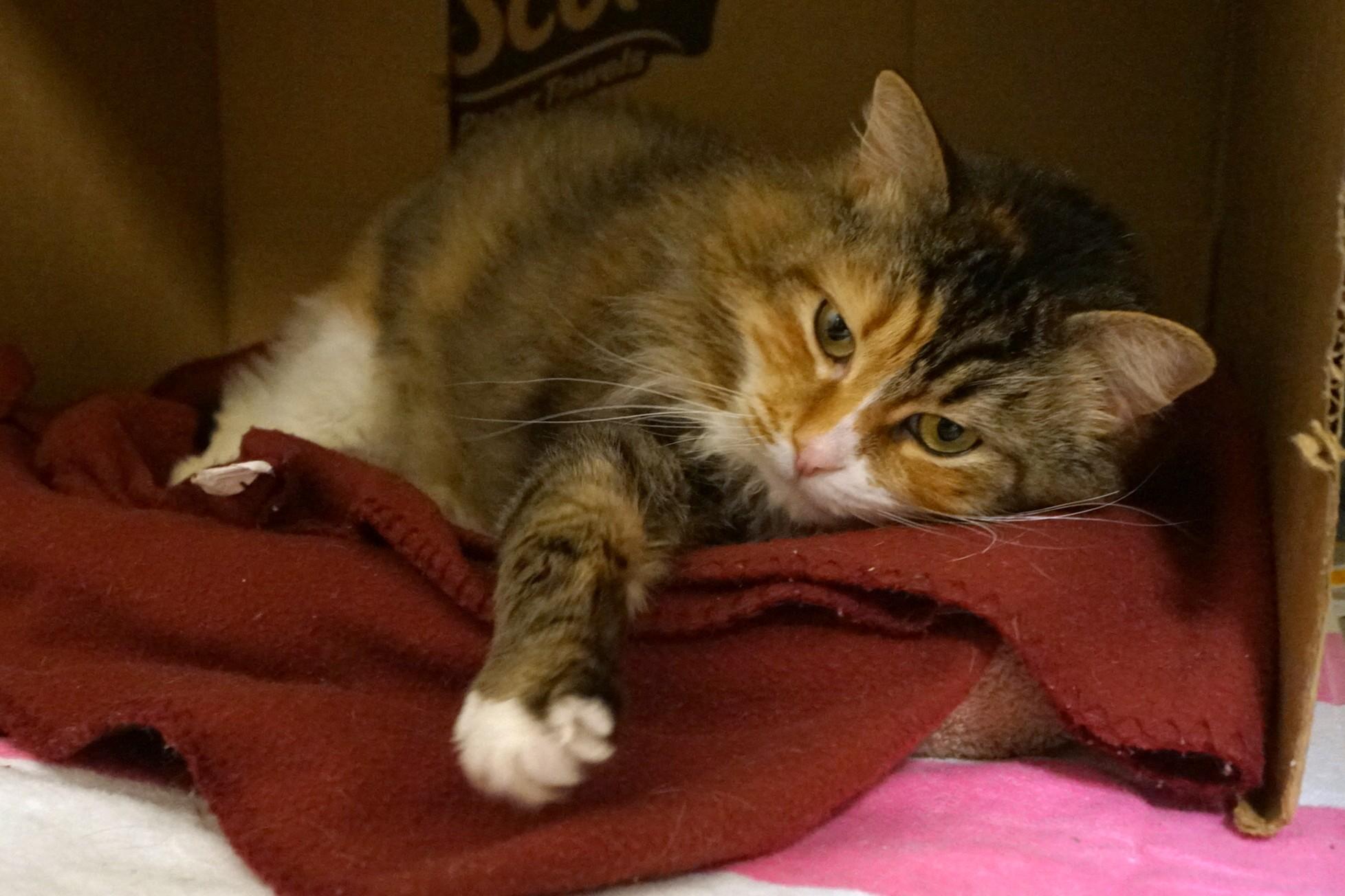 Enlarge Ponyo, an adoptable Domestic Long Hair in New Milford, CT image 6/6
