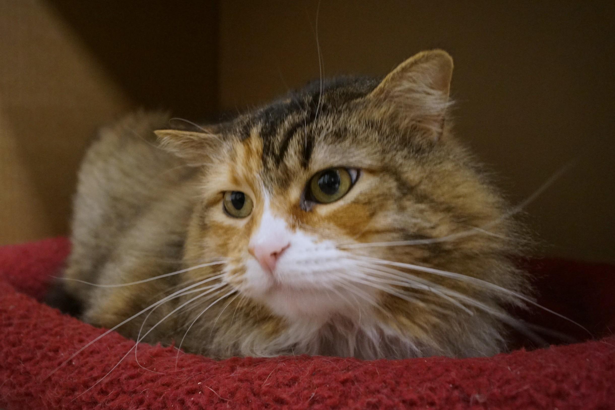 Enlarge Ponyo, an adoptable Domestic Long Hair in New Milford, CT image 3/6