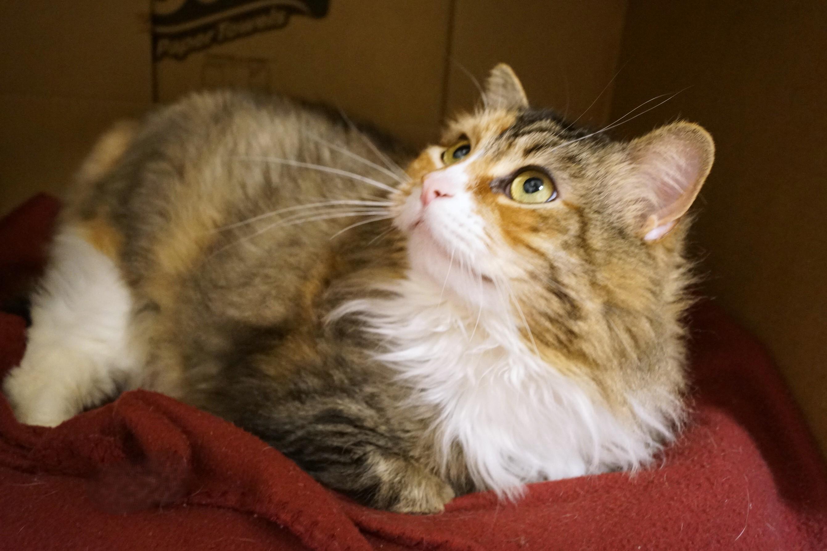Ponyo, adoptable, Adult Female Domestic Long Hair.