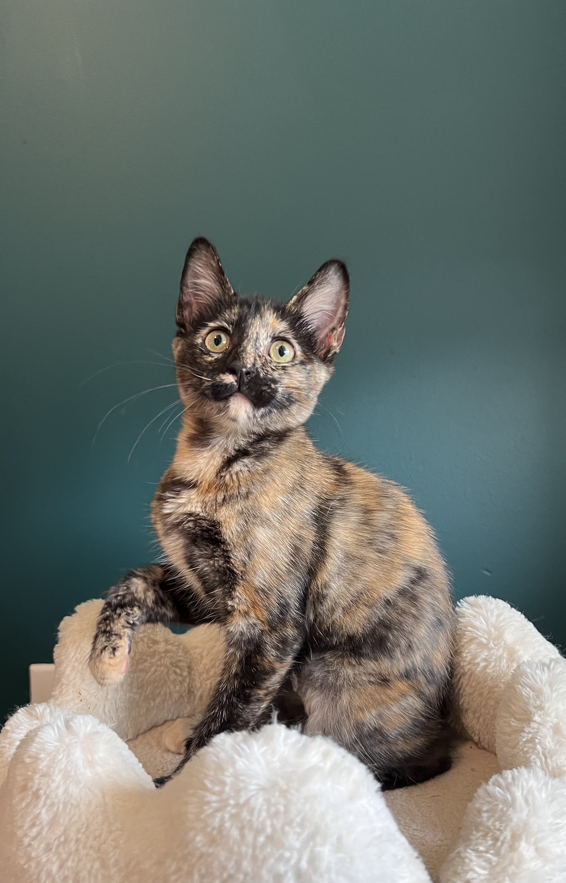 Enlarge Pacifica, a Adopted Domestic Short Hair in Sweetwater, TN image 1/1