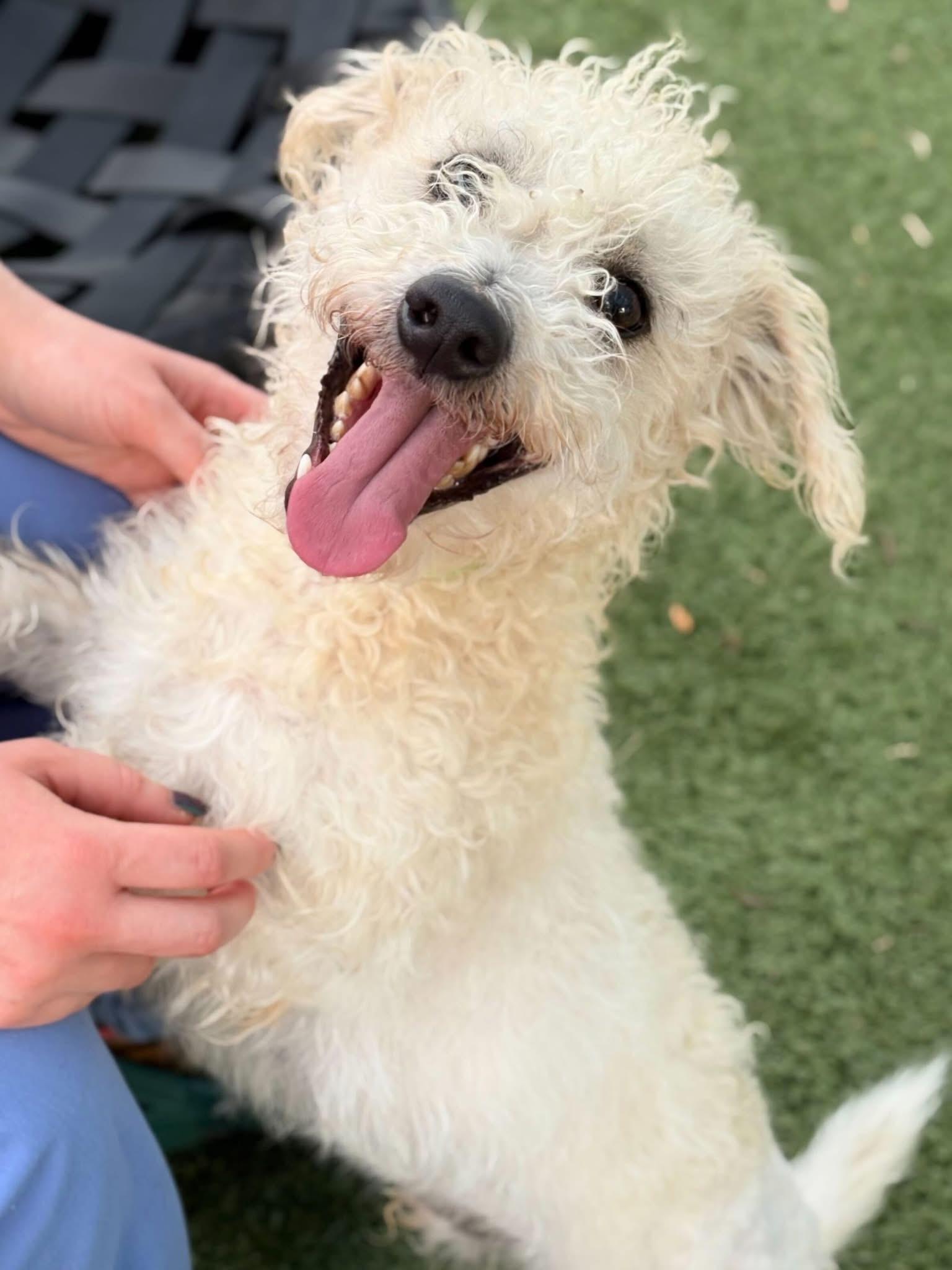 Enlarge Terry, a Adoptable mixed breed in Portland, ME image 1/2