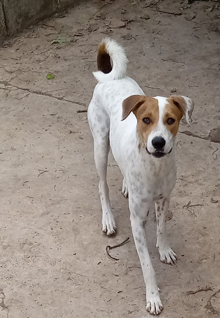 Enlarge Pinky (NY), a Adopted Mixed Breed in Albany, NY image 2/6