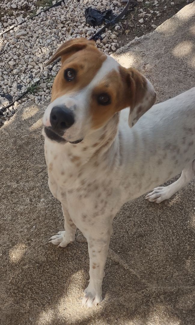 Enlarge Pinky (NY), a Adopted Mixed Breed in Albany, NY image 3/6