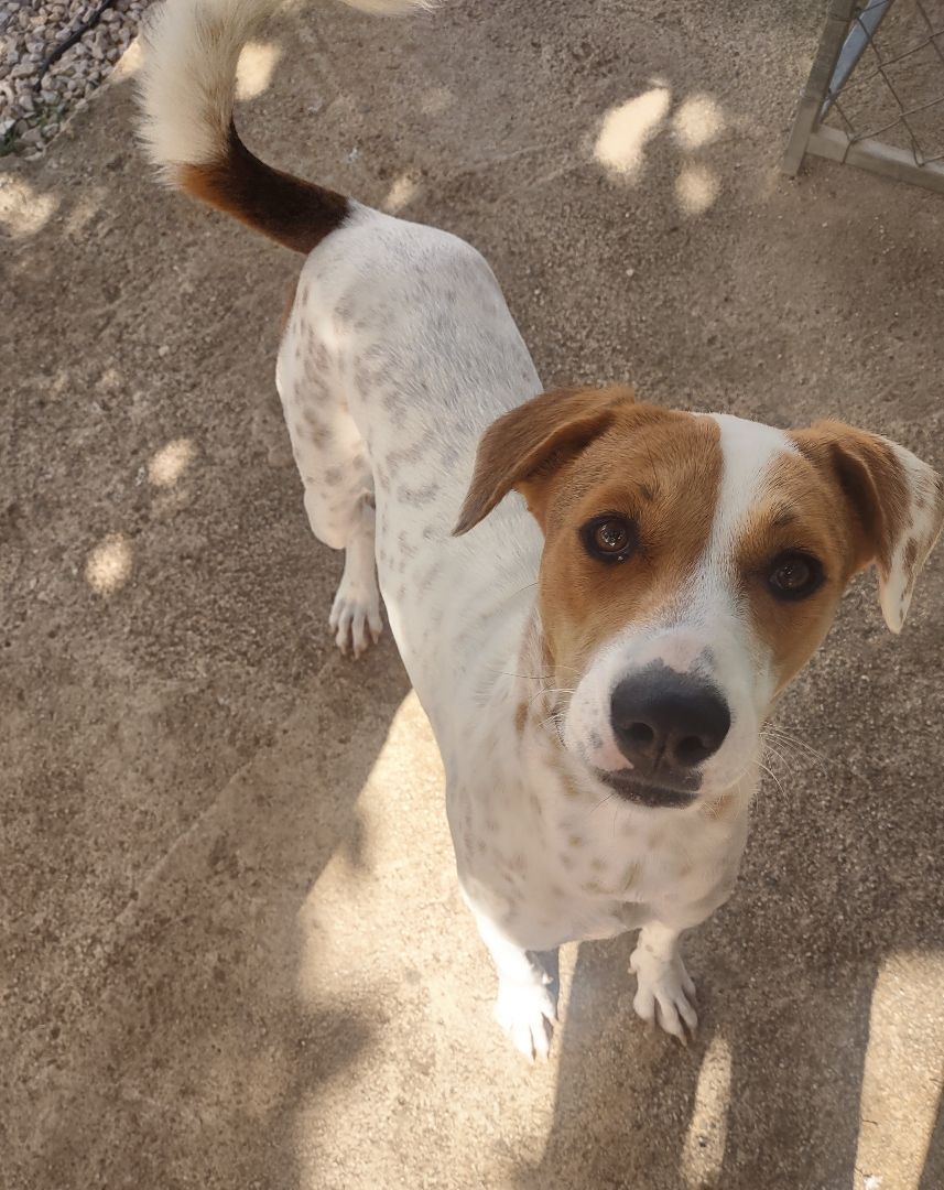 Enlarge Pinky (NY), a Adopted Mixed Breed in Albany, NY image 5/6