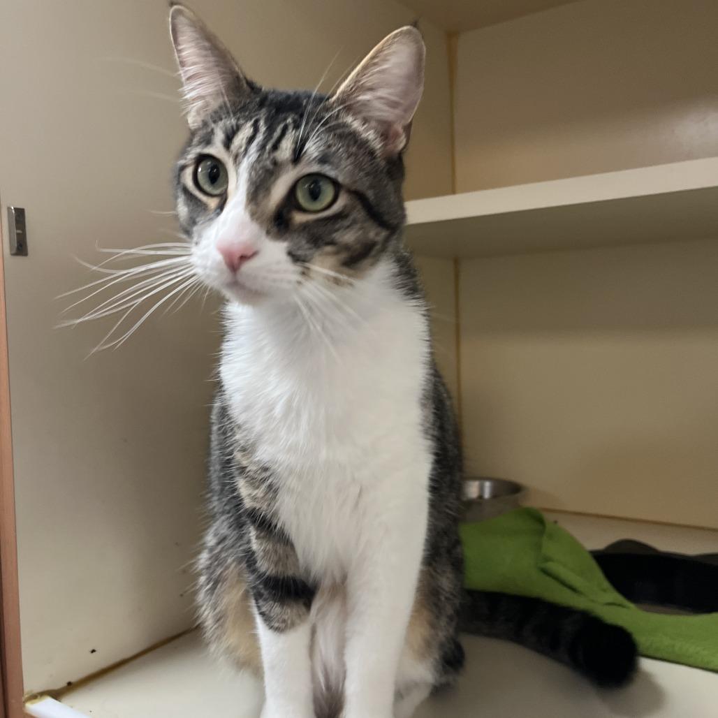 Daryl, Adoptable, Adult Male Domestic Short Hair.