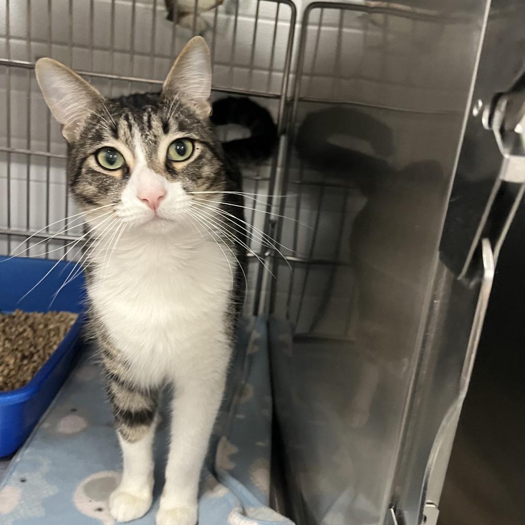 Enlarge Daryl, a Adoptable Domestic Short Hair in Idaho Falls, ID image 2/3