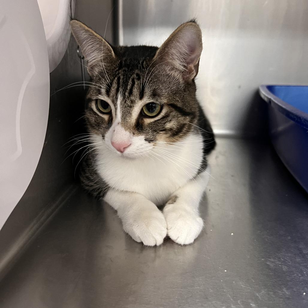 Enlarge Daryl, a Adoptable Domestic Short Hair in Idaho Falls, ID image 3/3