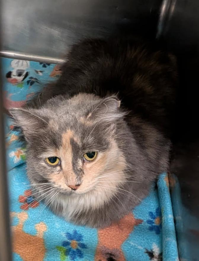 Enlarge Ursa (Spayed) (Photos 4/4/2026), an adopted Dilute Tortoiseshell in Marietta, OH image 5/6