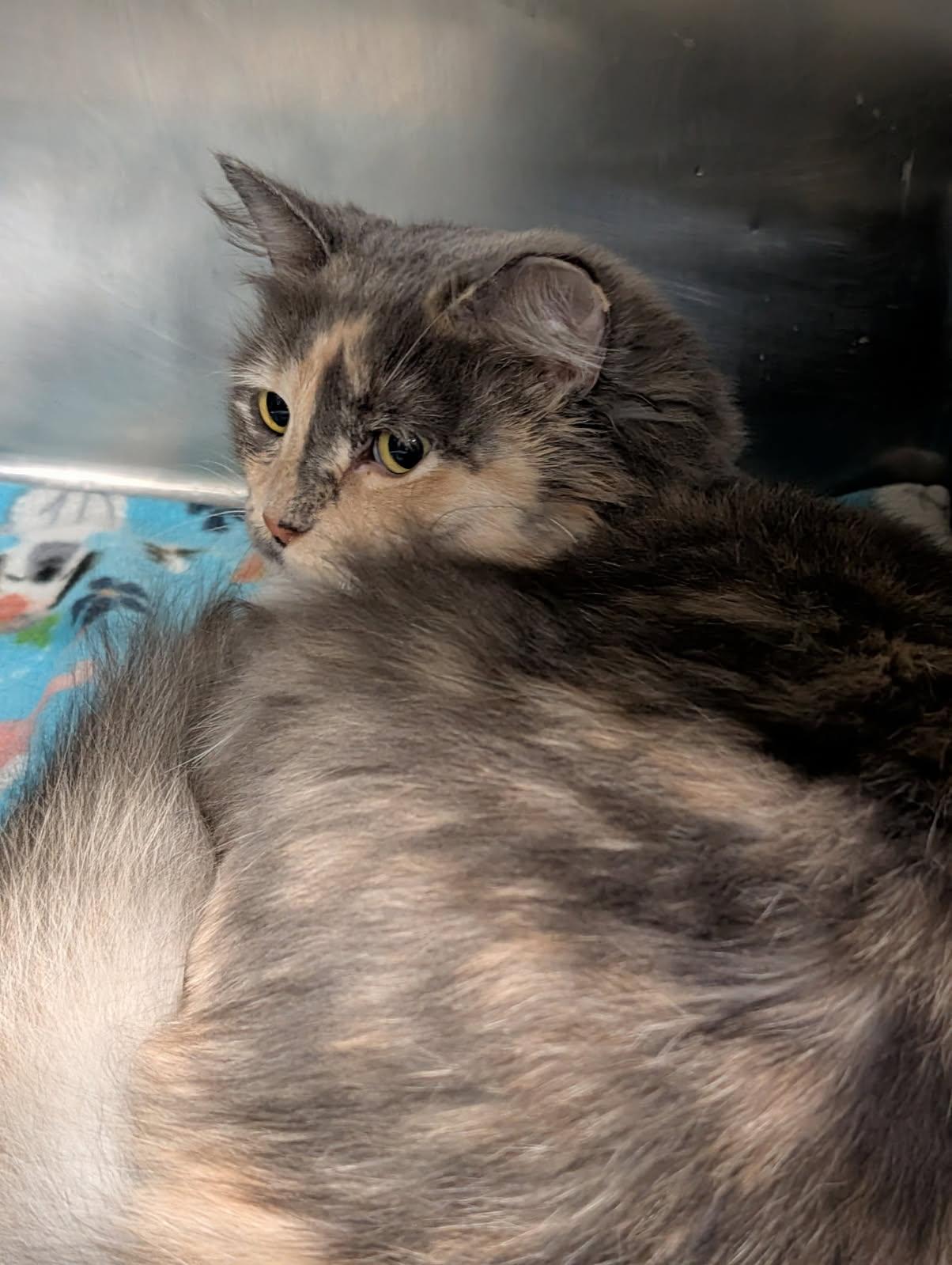 Ursa (Spayed) (Photos 4/4/2026), adopted, Adult Female Dilute Tortoiseshell.