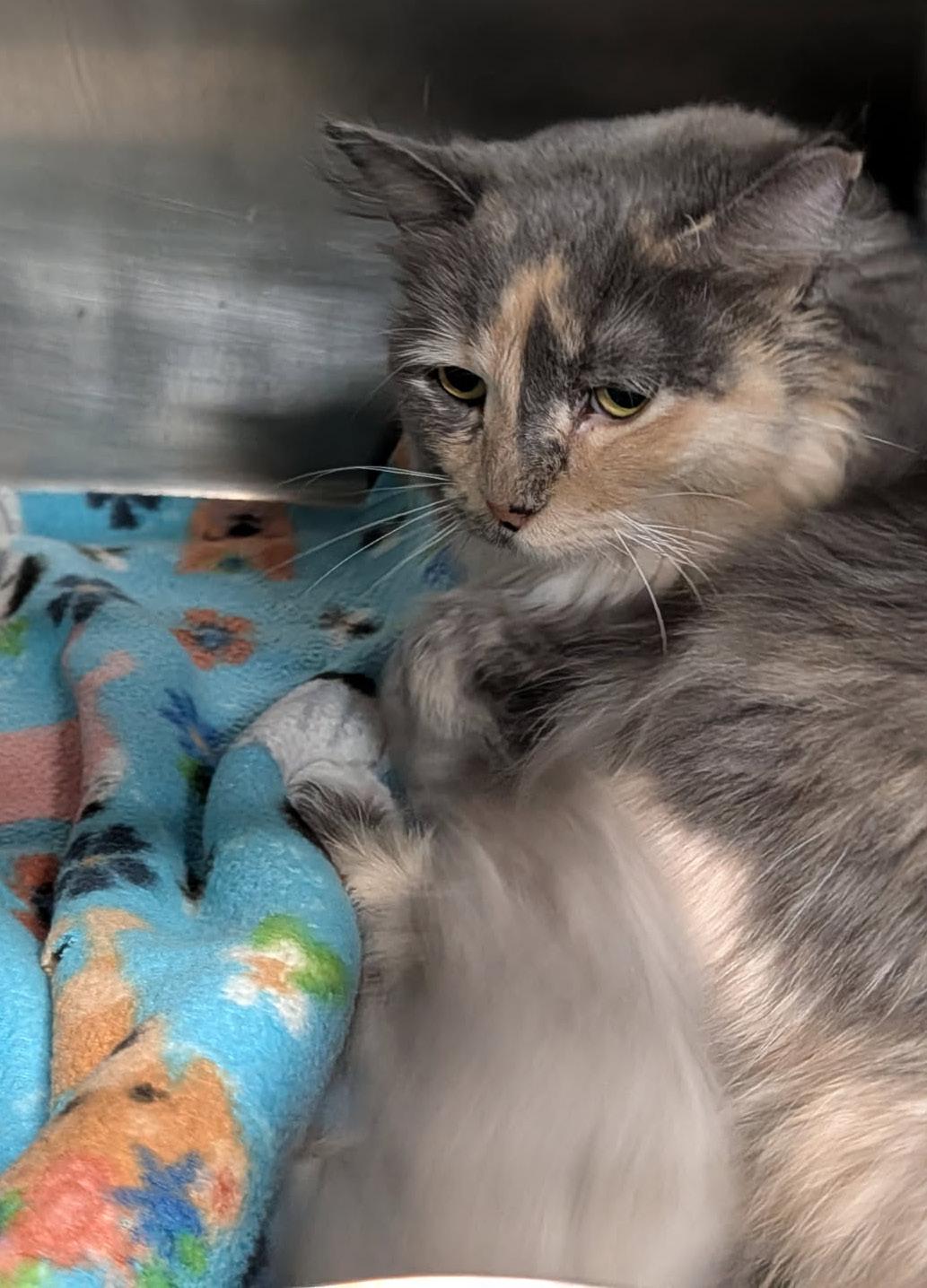 Enlarge Ursa (Spayed) (Photos 4/4/2026), an adopted Dilute Tortoiseshell in Marietta, OH image 4/6