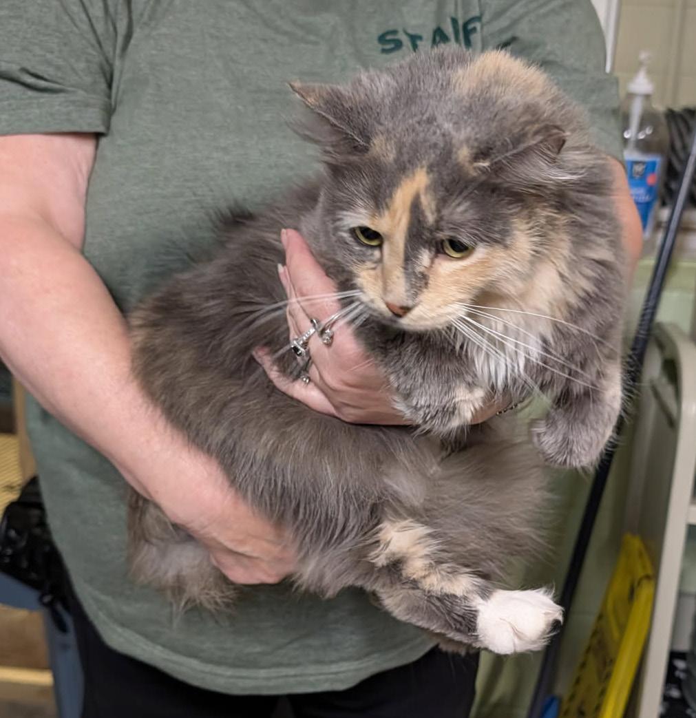 Enlarge Ursa (Spayed) (Photos 4/4/2026), an adopted Dilute Tortoiseshell in Marietta, OH image 6/6