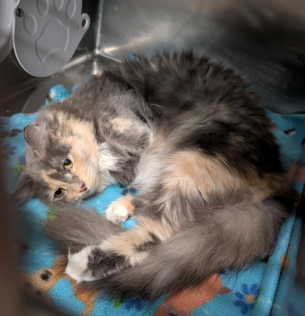 Enlarge Ursa (Spayed) (Photos 4/4/2026), an adopted Dilute Tortoiseshell in Marietta, OH image 3/6