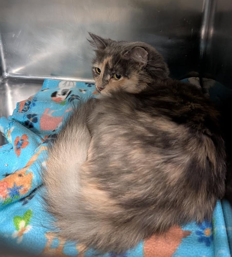 Enlarge Ursa (Spayed) (Photos 4/4/2026), an adopted Dilute Tortoiseshell in Marietta, OH image 2/6