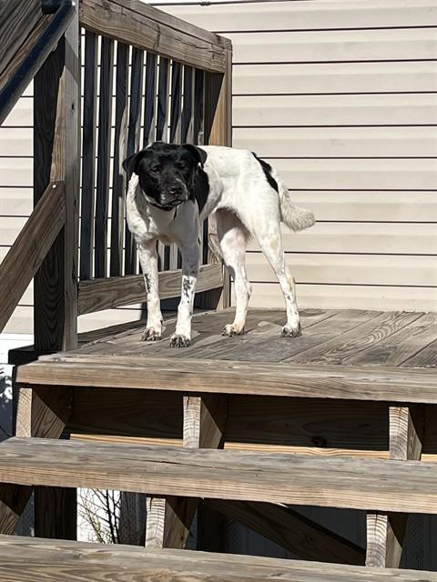 Enlarge GYPSY, a Adoptable Mixed Breed in Augusta, GA image 1/1