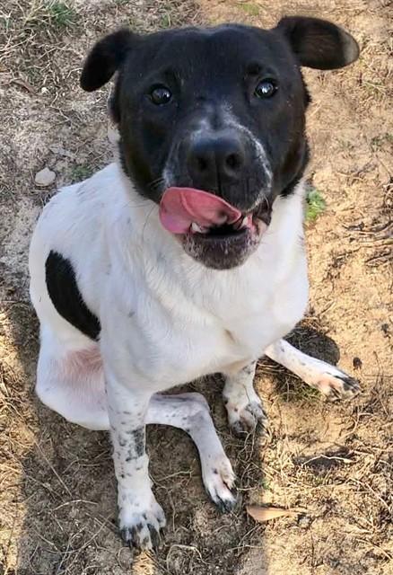 GYPSY, Adoptable, Young Female Mixed Breed.