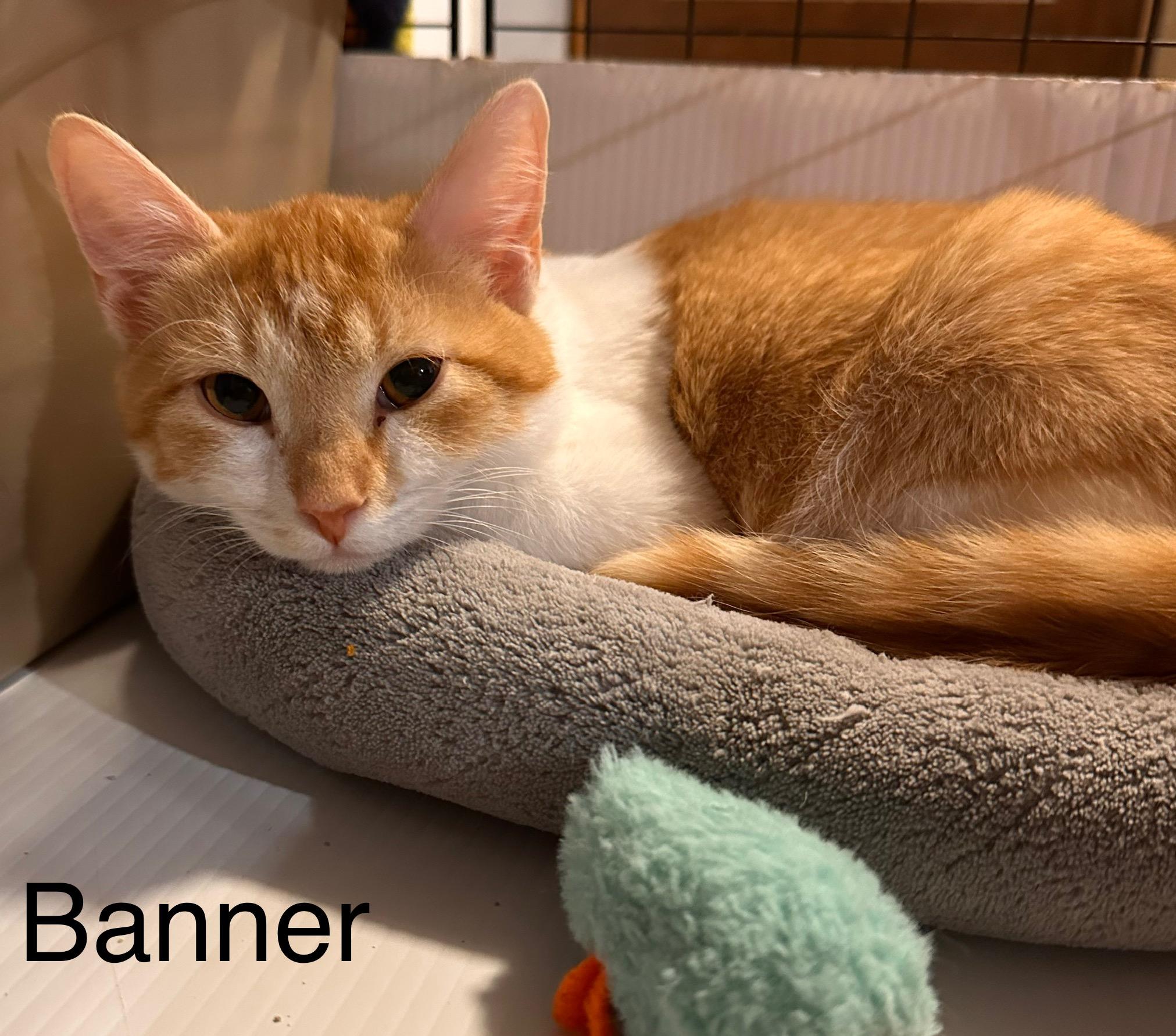 Banner, adopted, Kitten Male Domestic Short Hair.