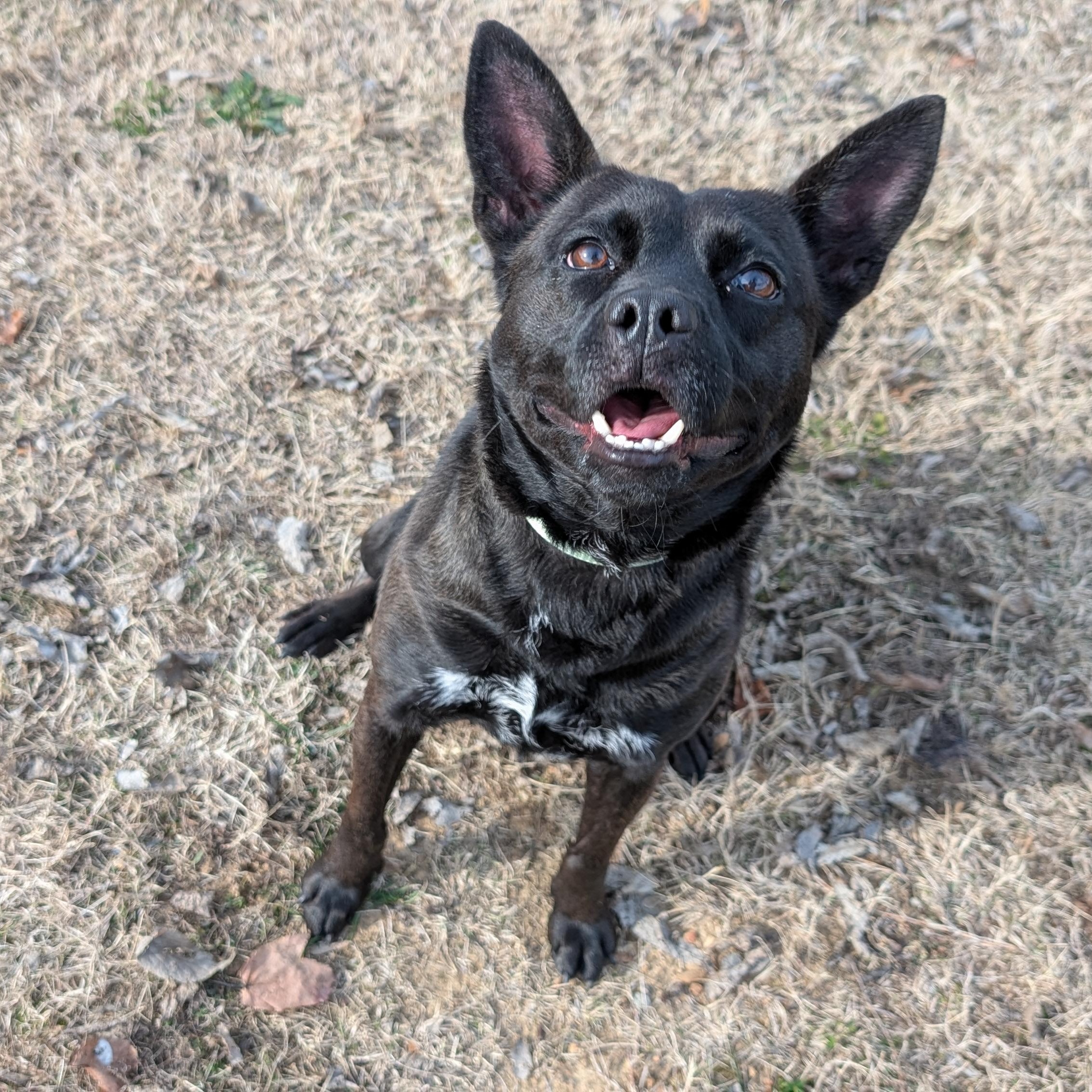 Enlarge Noodles, a ADOPTABLE mixed breed in Lowell, AR image 1/6