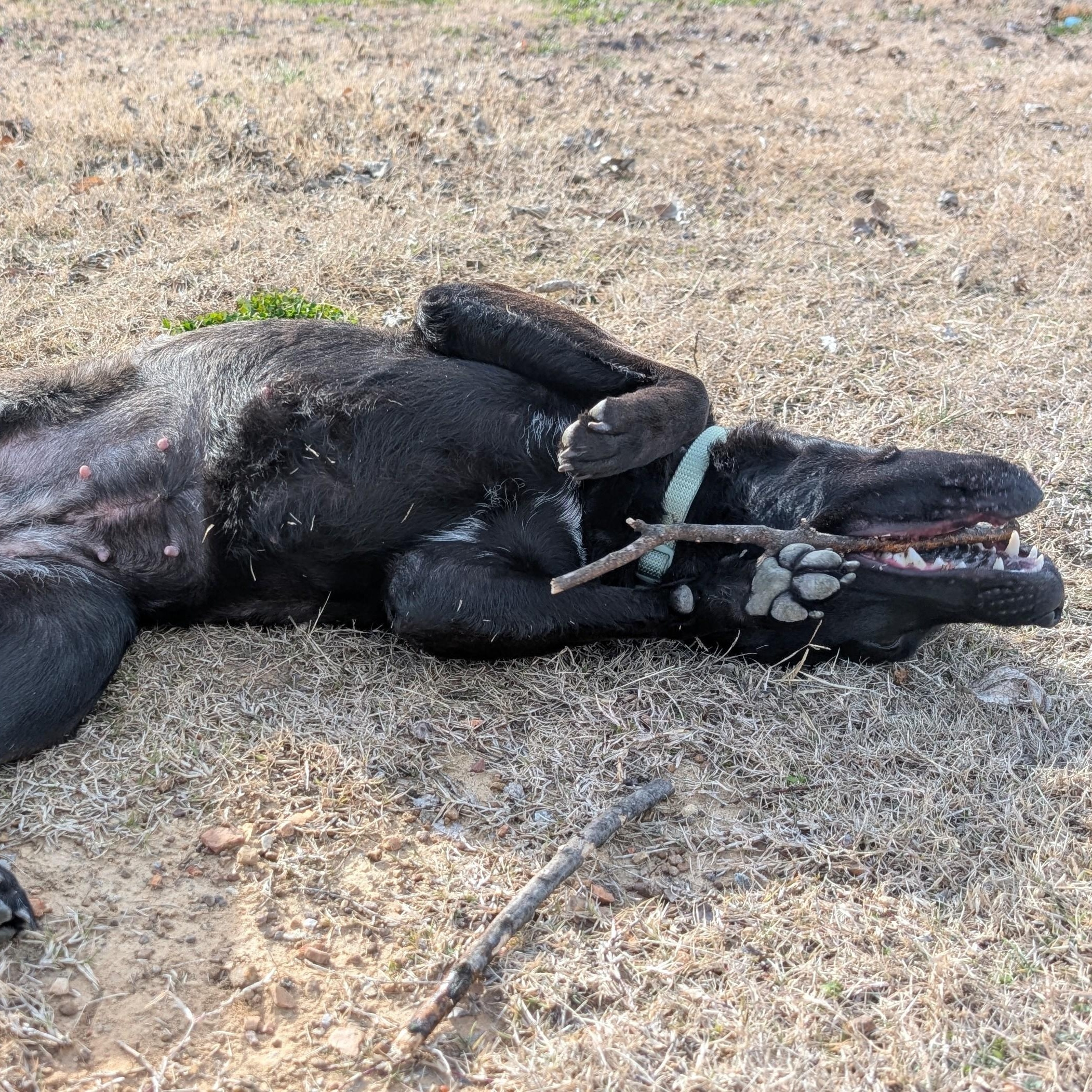 Enlarge Noodles, a ADOPTABLE mixed breed in Lowell, AR image 2/6