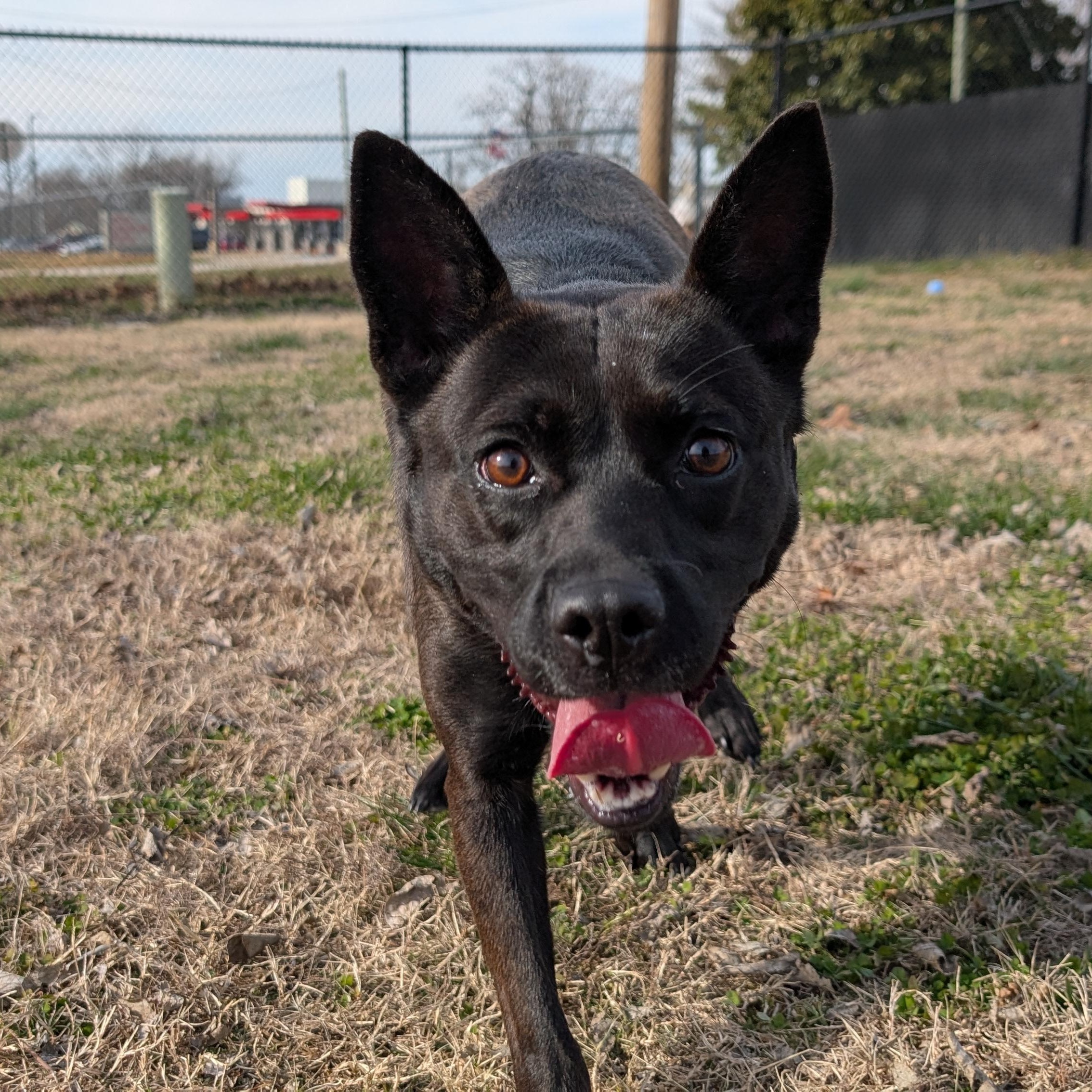 Enlarge Noodles, a ADOPTABLE mixed breed in Lowell, AR image 3/6