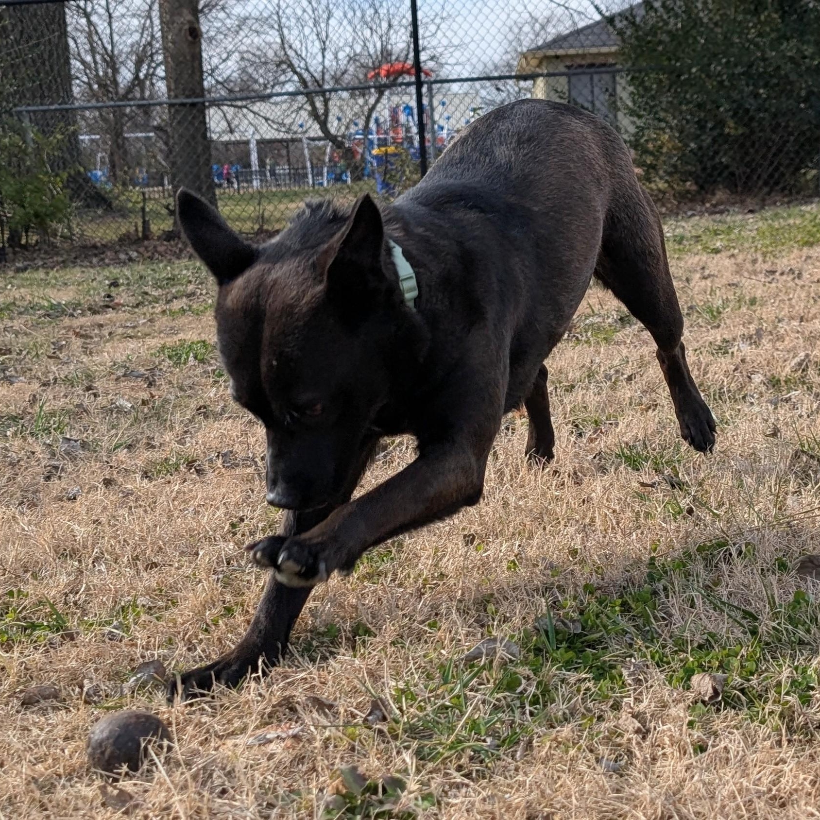 Enlarge Noodles, a ADOPTABLE mixed breed in Lowell, AR image 4/6