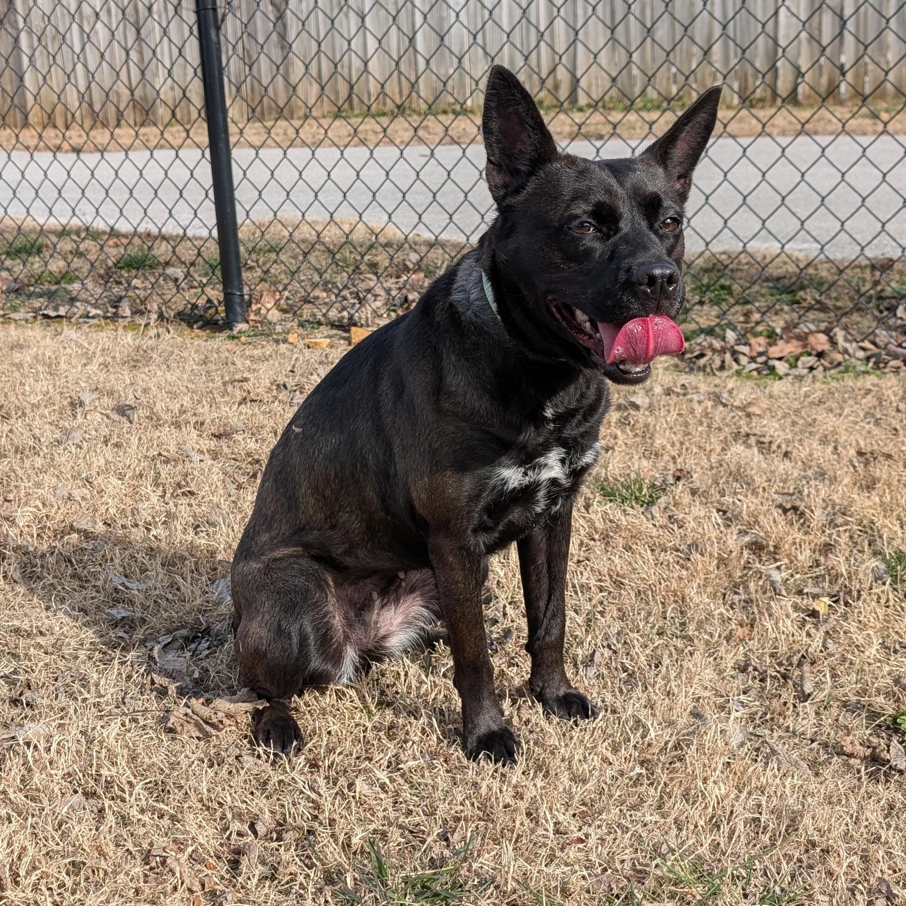 Enlarge Noodles, a ADOPTABLE mixed breed in Lowell, AR image 5/6