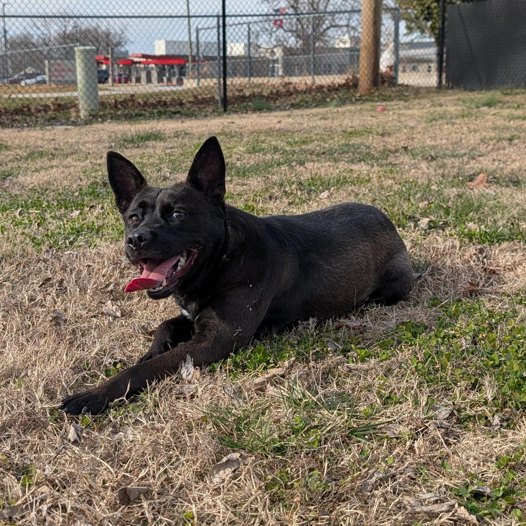 Enlarge Noodles, a ADOPTABLE mixed breed in Lowell, AR image 6/6