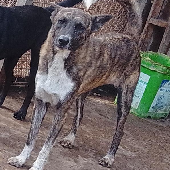 Lola, a Adoptable mixed breed in Las Jarretaderas, NAY image 2/6