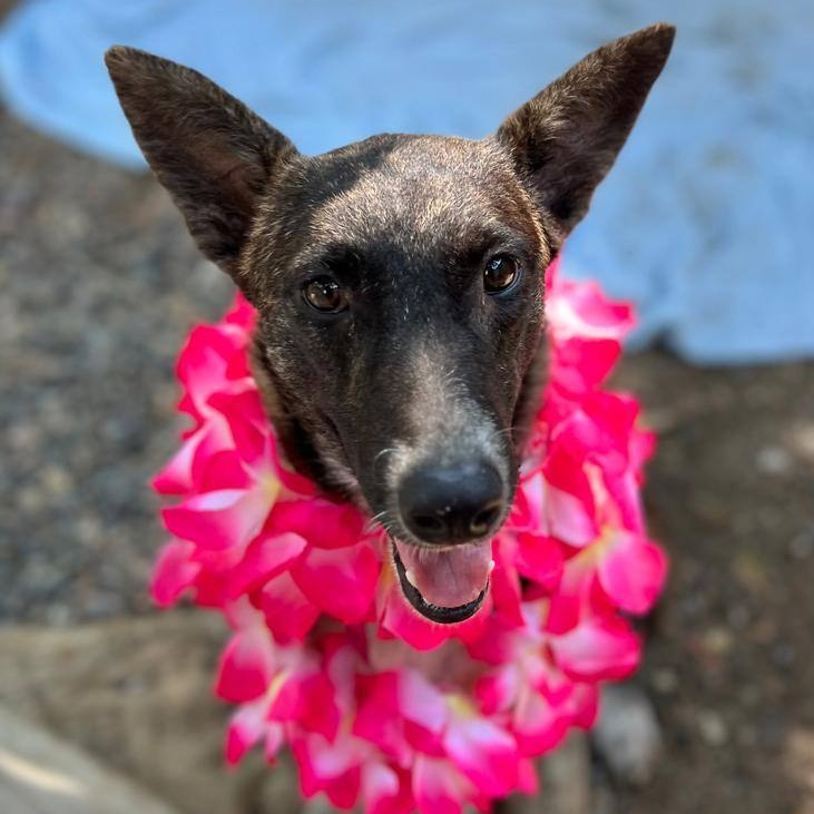 Lola, Adoptable, Adult Female Mixed Breed.