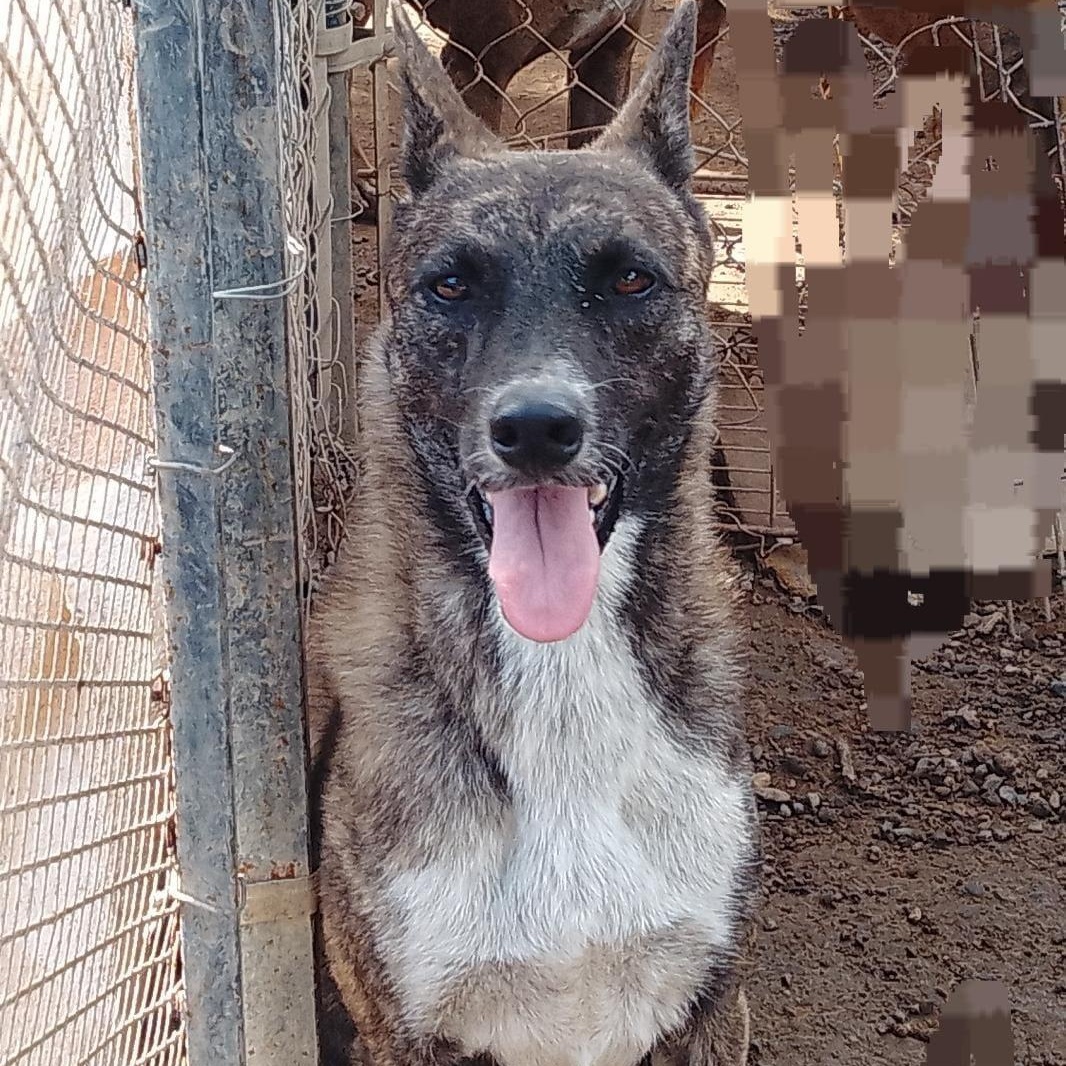 Lola, Adoptable, Adult Female Mixed Breed.