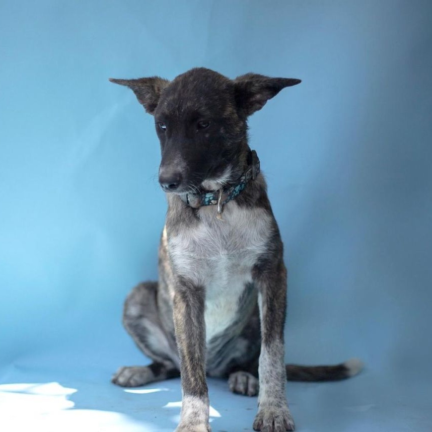 Lola, a Adoptable mixed breed in Las Jarretaderas, NAY image 4/6