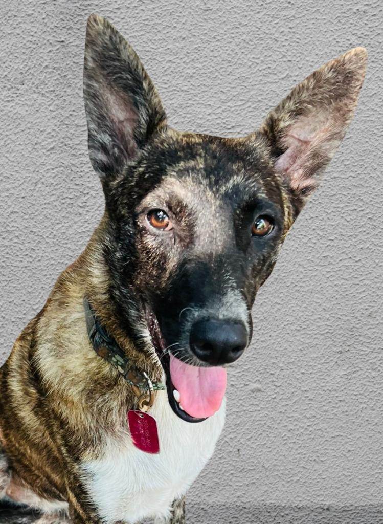 Lola, a Adoptable mixed breed in Las Jarretaderas, NAY image 6/6