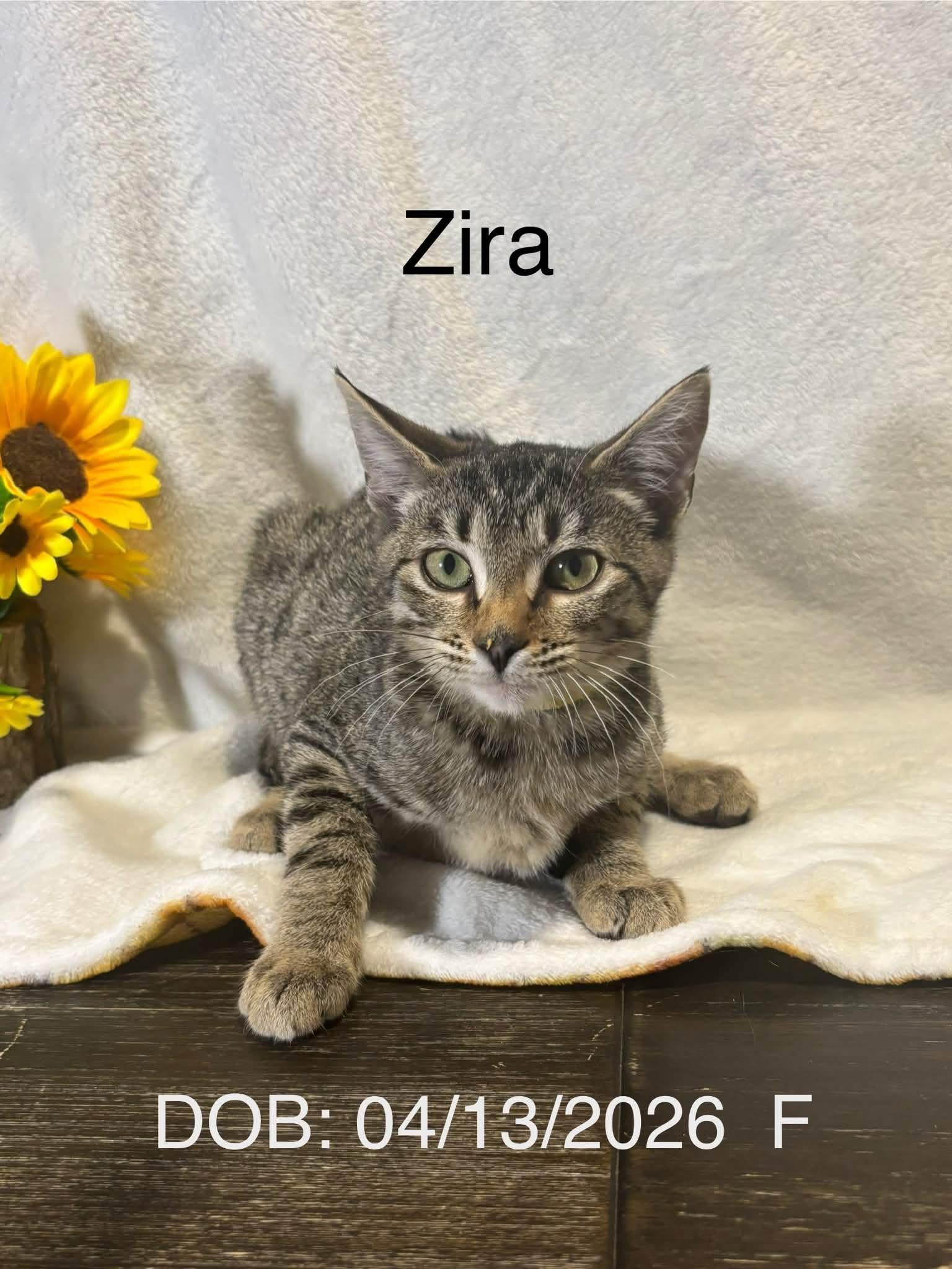 Enlarge Zira, a ADOPTABLE Domestic Short Hair in Magnolia, TX image 1/1