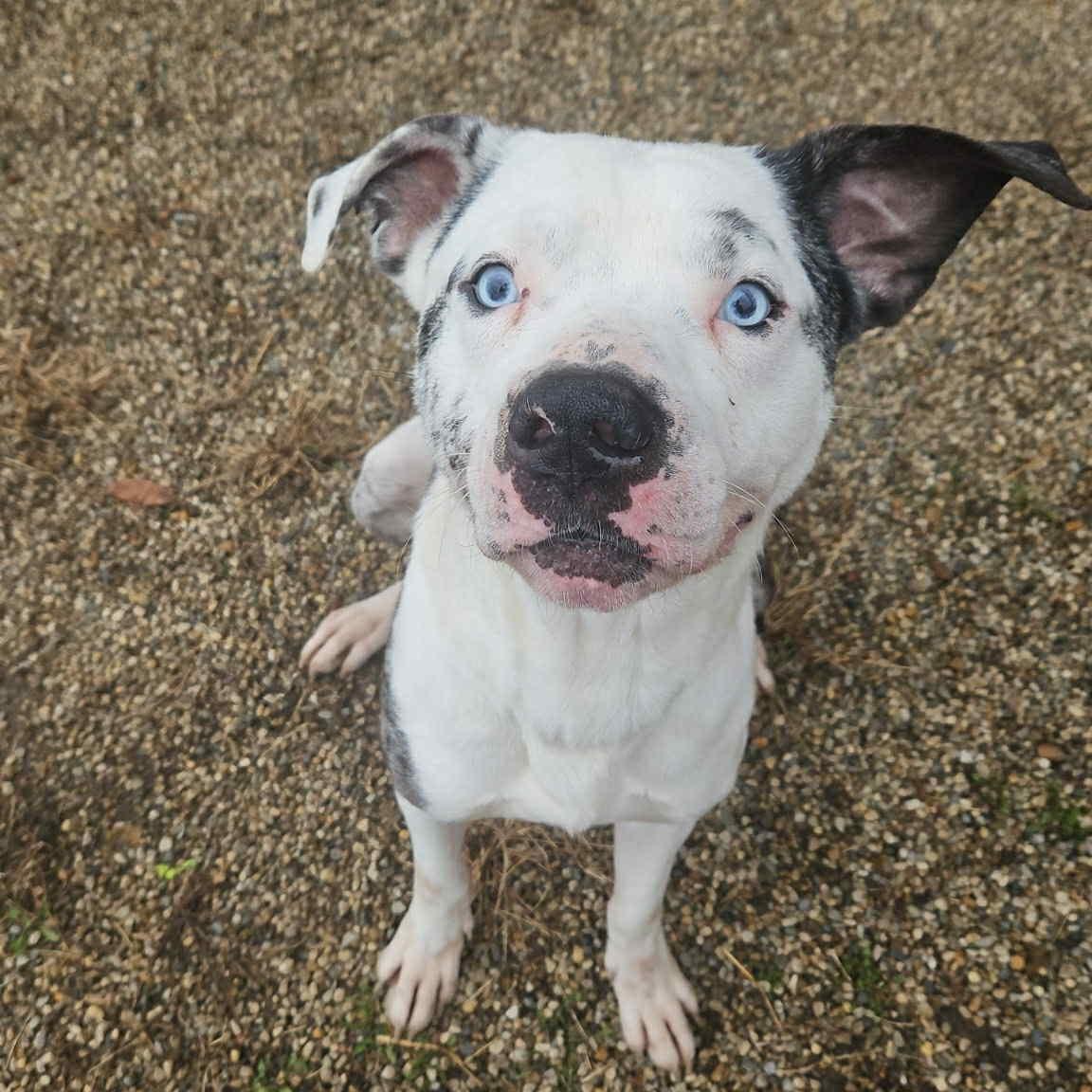 Enlarge Guinness, a Adoptable mixed breed in Normal, IL image 2/6