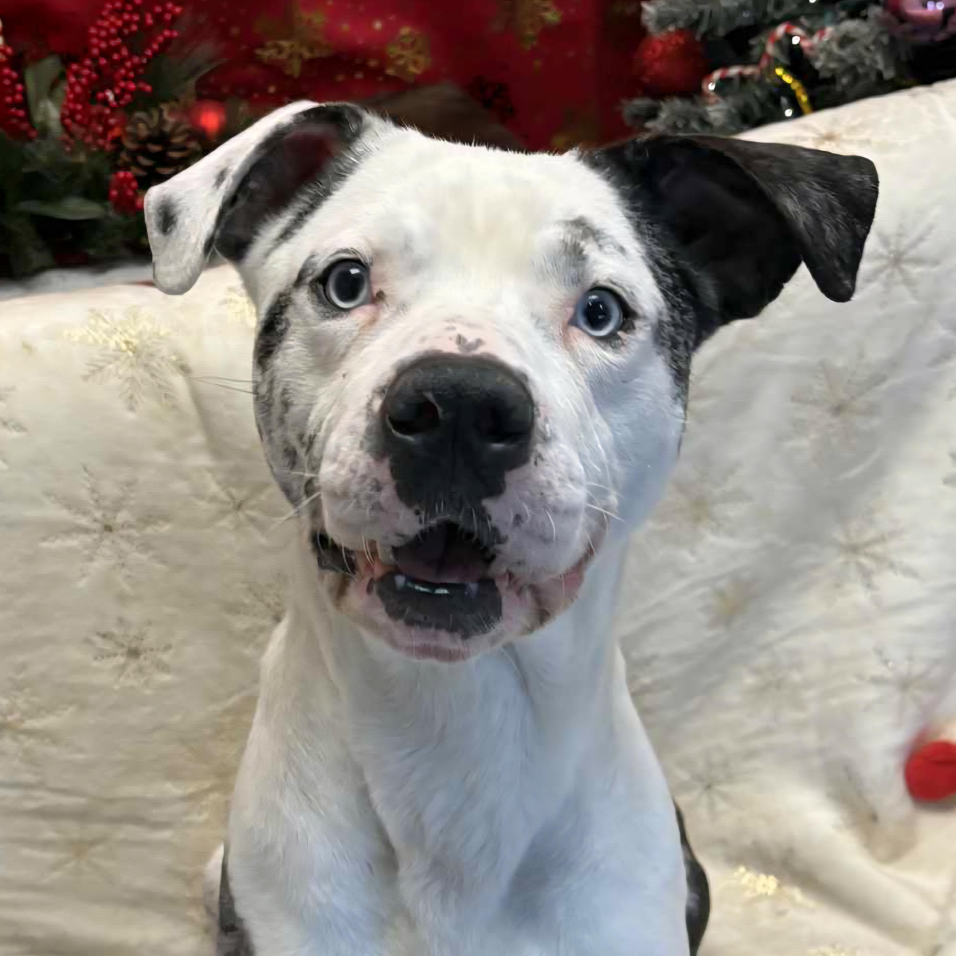 Enlarge Guinness, a Adoptable mixed breed in Normal, IL image 1/6