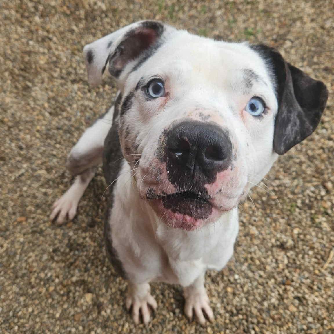 Enlarge Guinness, a Adoptable mixed breed in Normal, IL image 4/6