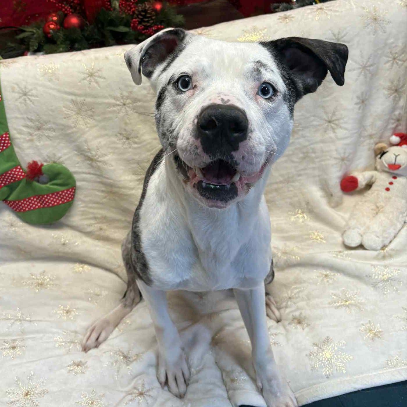 Enlarge Guinness, a Adoptable mixed breed in Normal, IL image 6/6