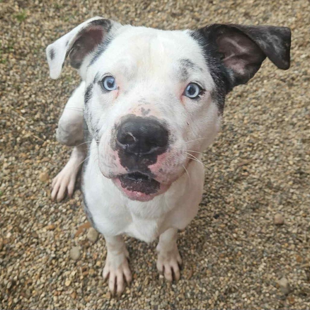 Enlarge Guinness, a Adoptable mixed breed in Normal, IL image 5/6