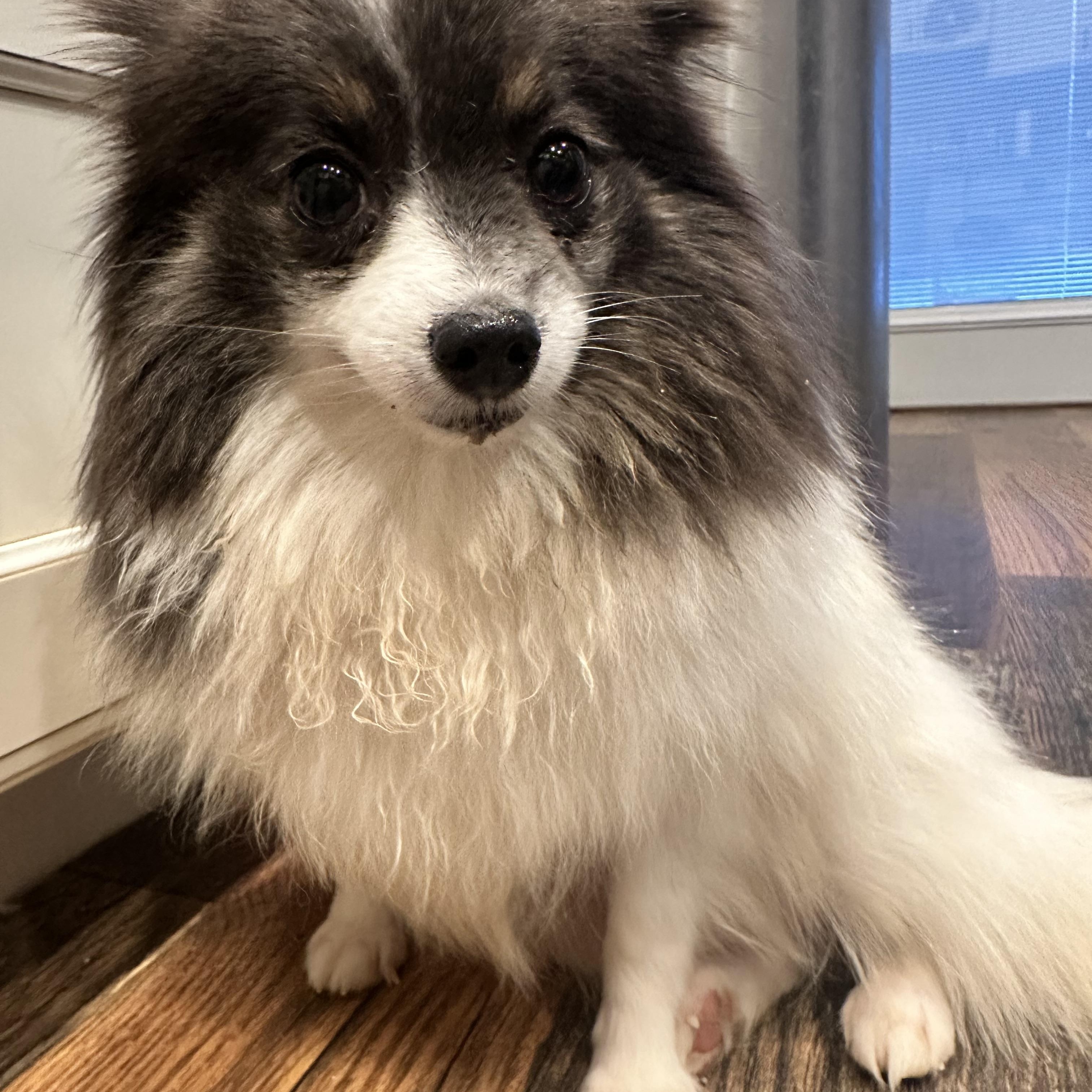 Enlarge Eve, a ADOPTABLE Pomeranian in Sugar Grove, IL image 1/3