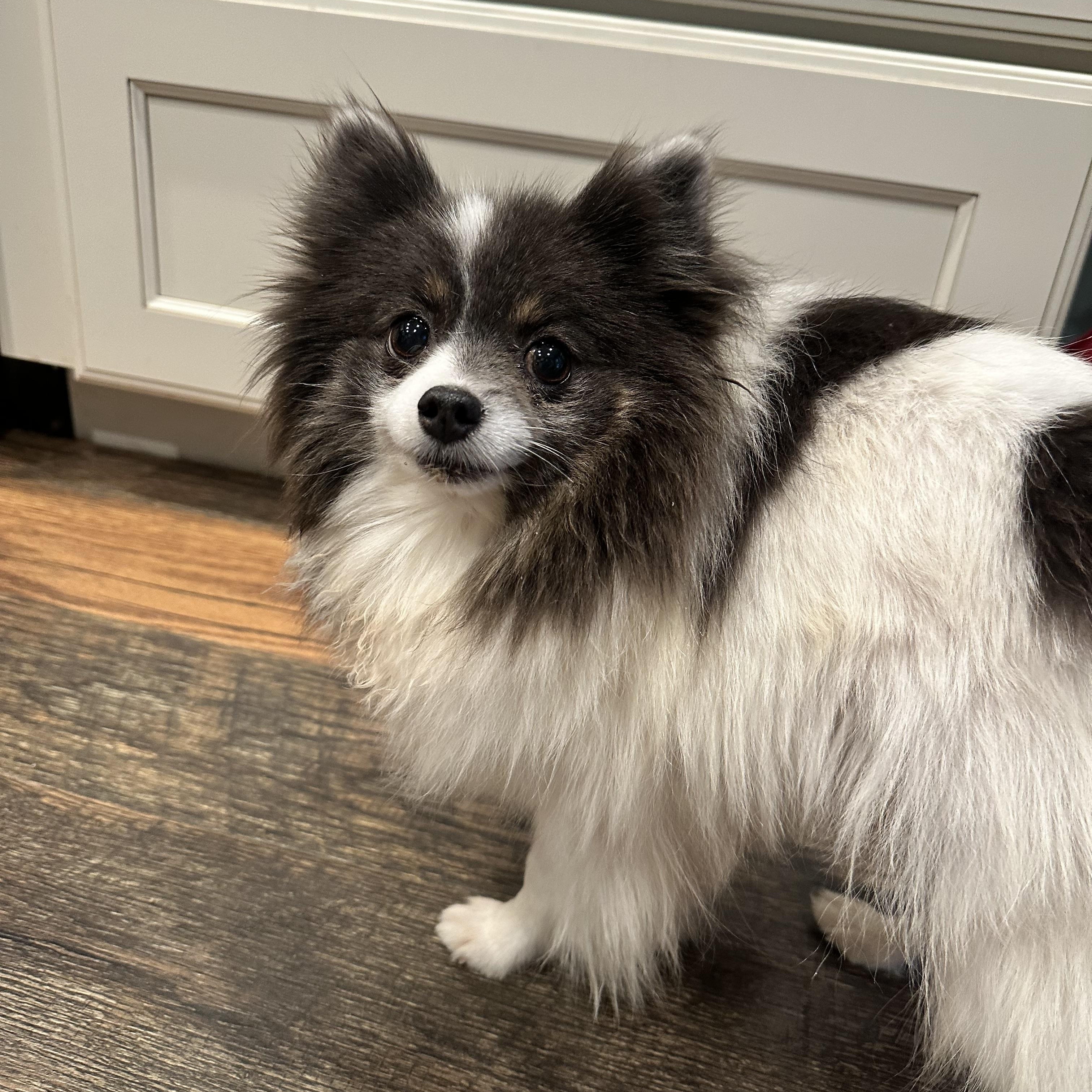 Enlarge Eve, a ADOPTABLE Pomeranian in Sugar Grove, IL image 3/3