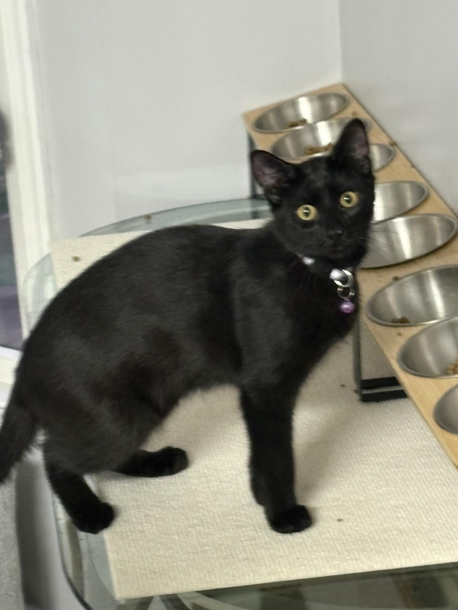 Nutter + Fluffer, a Adoptable mixed breed in BREINIGSVILLE, PA image 1/4