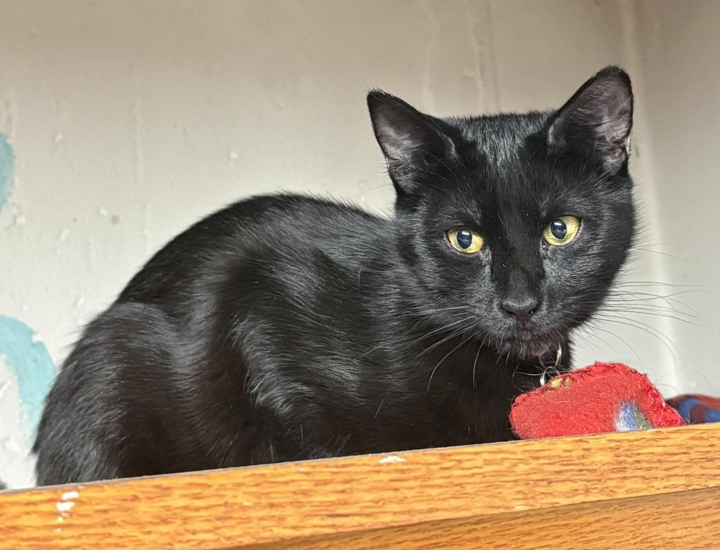 Nutter + Fluffer, a Adoptable mixed breed in BREINIGSVILLE, PA image 2/4