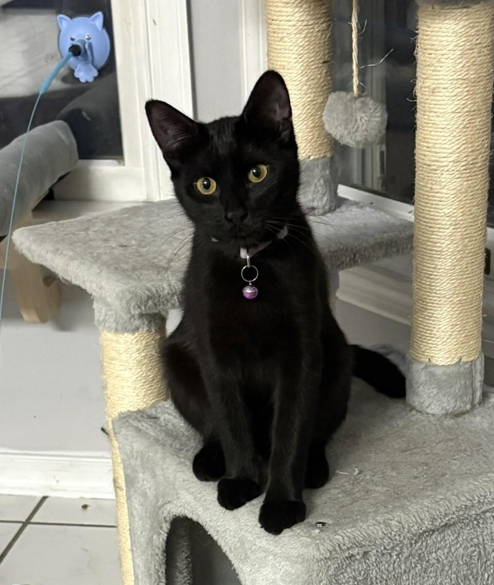 Nutter + Fluffer, a Adoptable mixed breed in BREINIGSVILLE, PA image 3/4