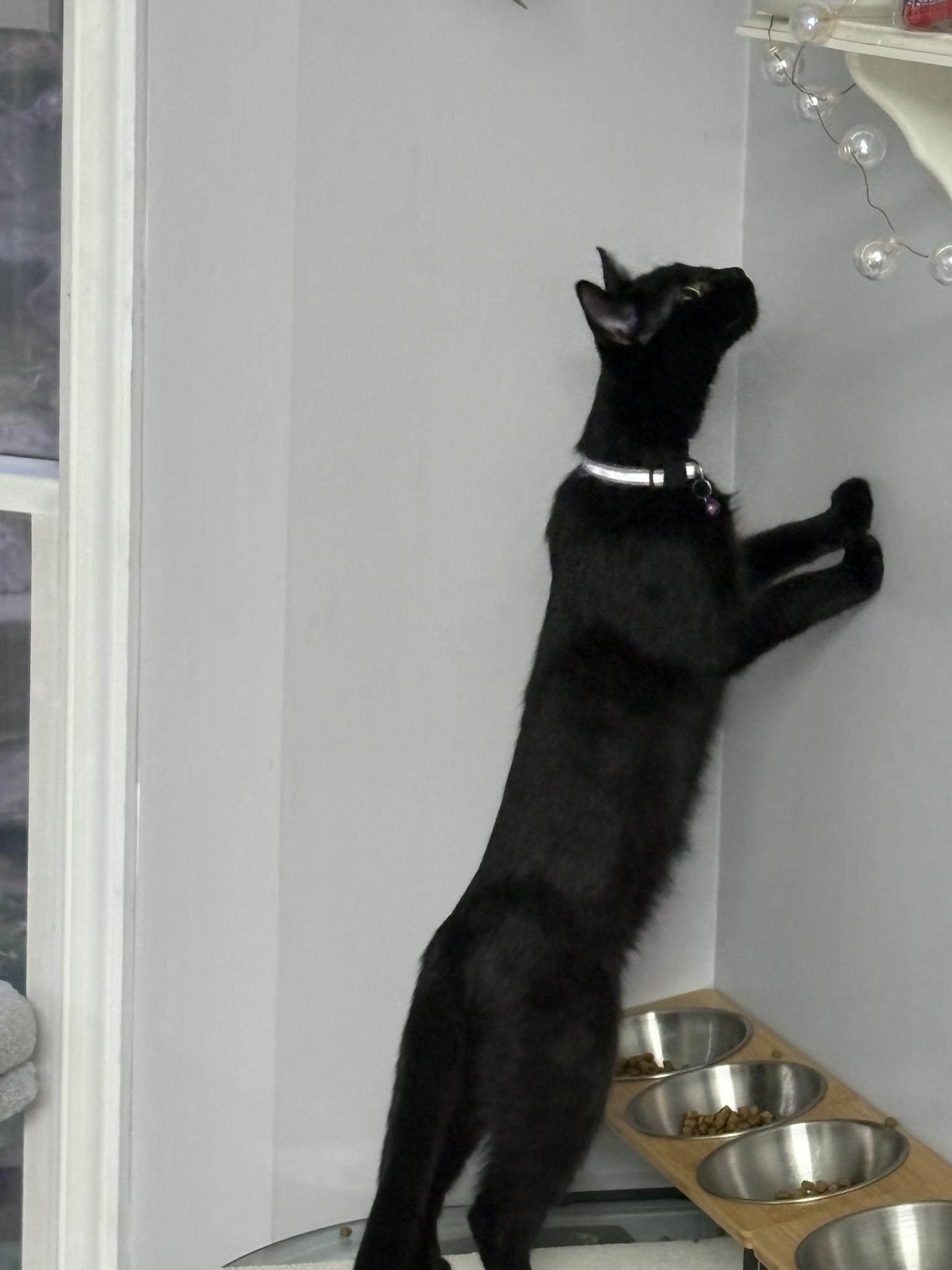 Nutter + Fluffer, a Adoptable mixed breed in BREINIGSVILLE, PA image 4/4