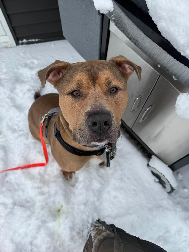 Zeus, Adoptable, Young Male Pit Bull Terrier.