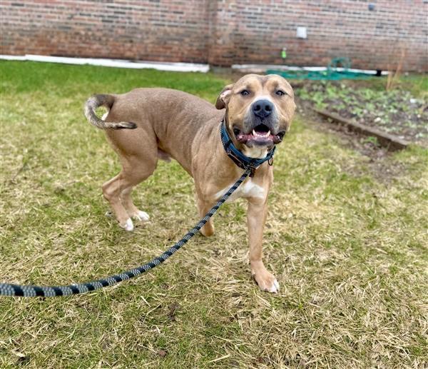 Zeus, a Adoptable Pit Bull Terrier in Gloversville, NY image 2/6