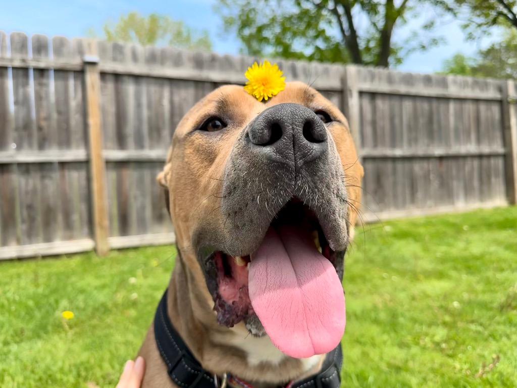 Zeus, Adoptable, Young Male Pit Bull Terrier.