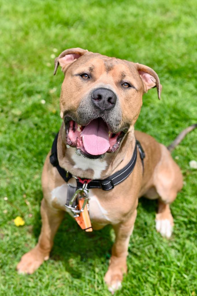 Zeus, a Adoptable Pit Bull Terrier in Gloversville, NY image 3/6