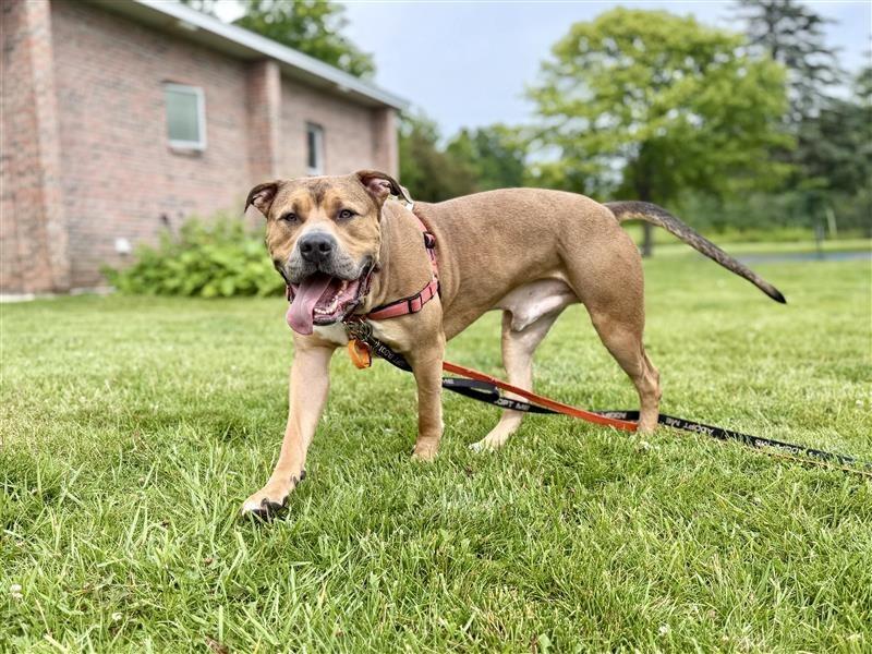 Enlarge Zeus, a Adoptable Pit Bull Terrier in Gloversville, NY image 3/6