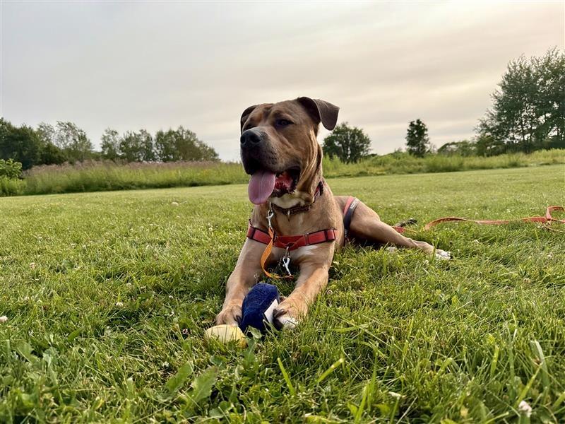 Enlarge Zeus, a Adoptable Pit Bull Terrier in Gloversville, NY image 4/6