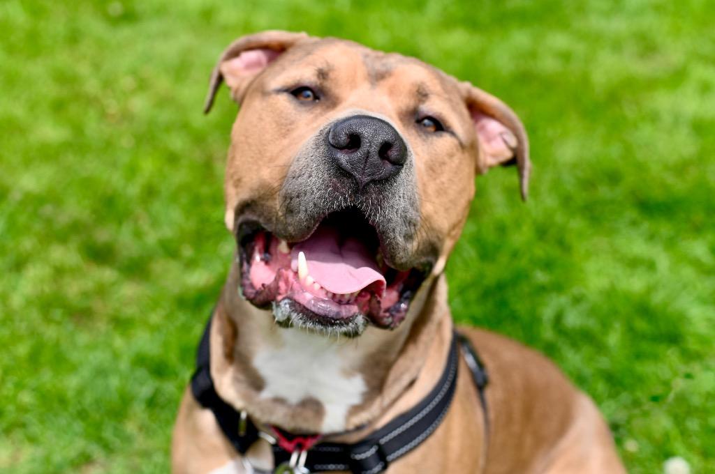 Zeus, a Adoptable Pit Bull Terrier in Gloversville, NY image 4/6